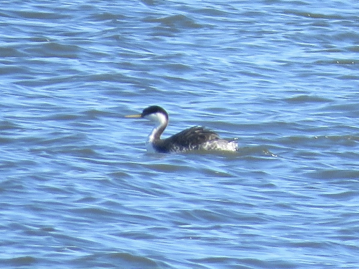 Western Grebe - David Padulo