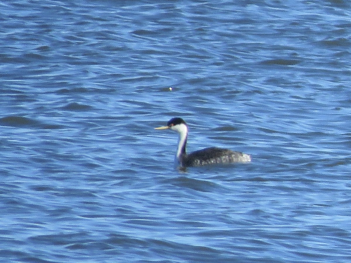 Western Grebe - David Padulo