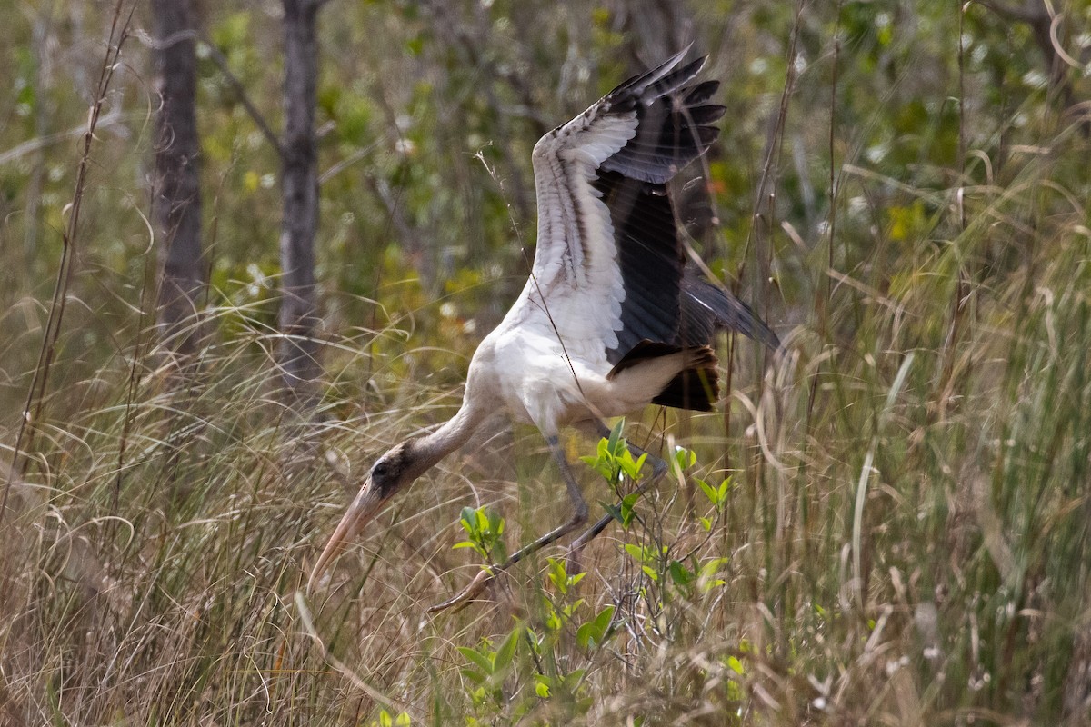 Wood Stork - ML615077819