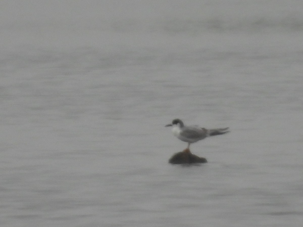 Forster's Tern - ML615077902