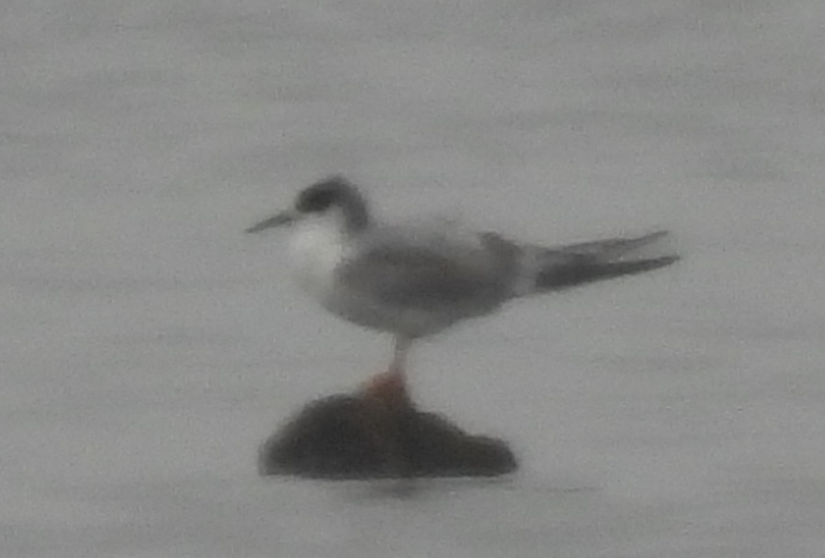 Forster's Tern - ML615077905