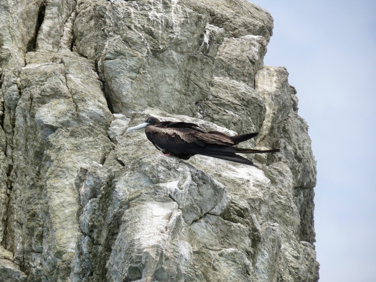 Magnificent Frigatebird - ML615077909