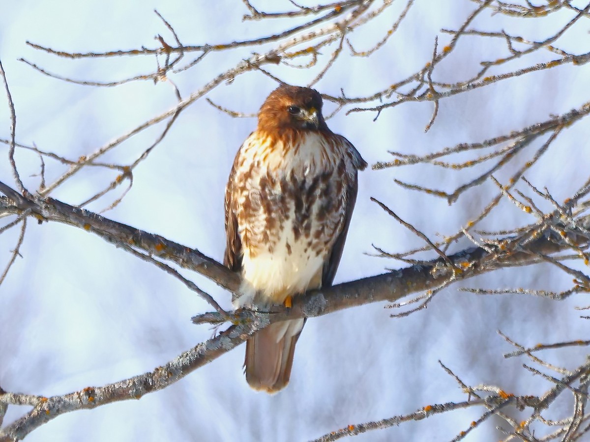 Red-tailed Hawk - ML615077952