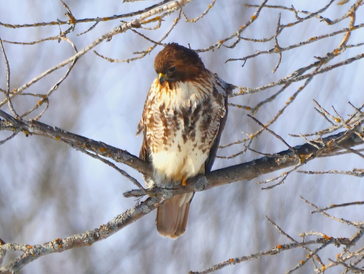 Red-tailed Hawk - ML615077953