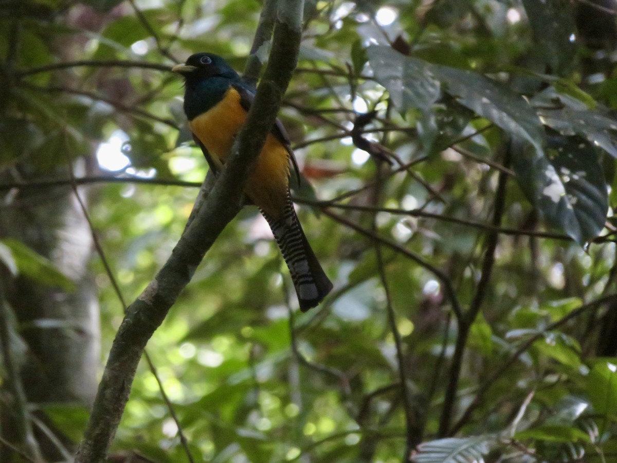 trogon podvazkový - ML615077974