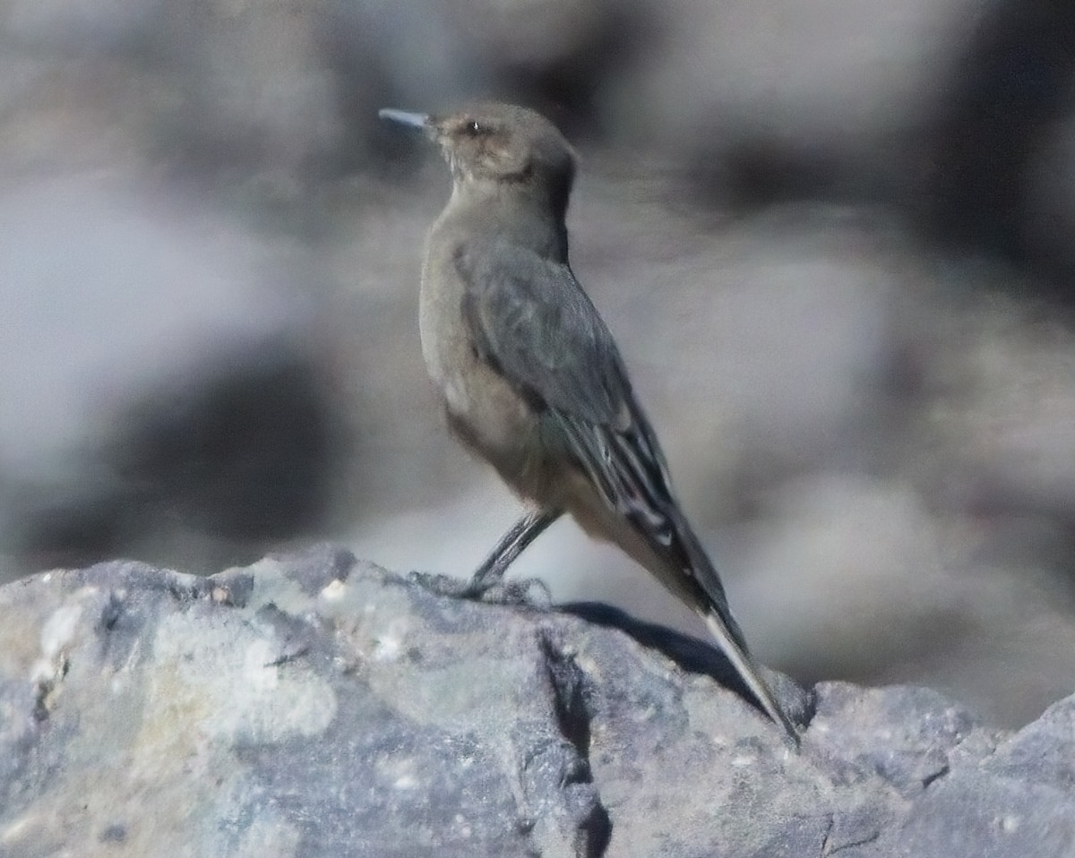 Black-billed Shrike-Tyrant - ML615077996