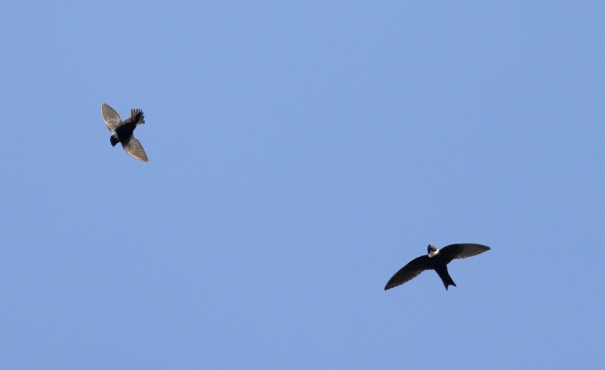 White-collared Swift - Jay McGowan