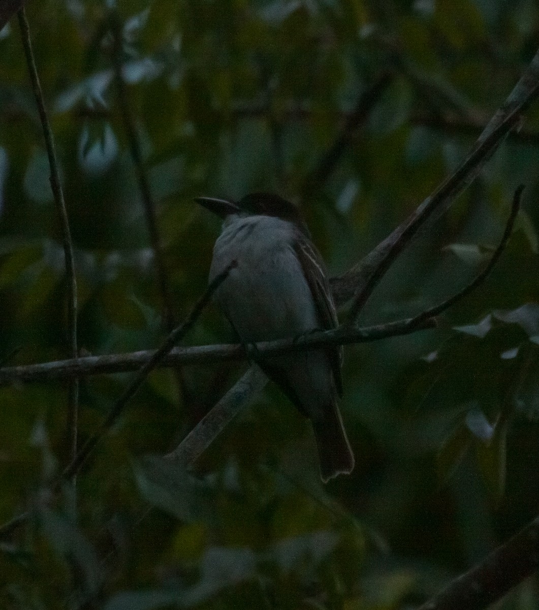 Giant Kingbird - ML615078021