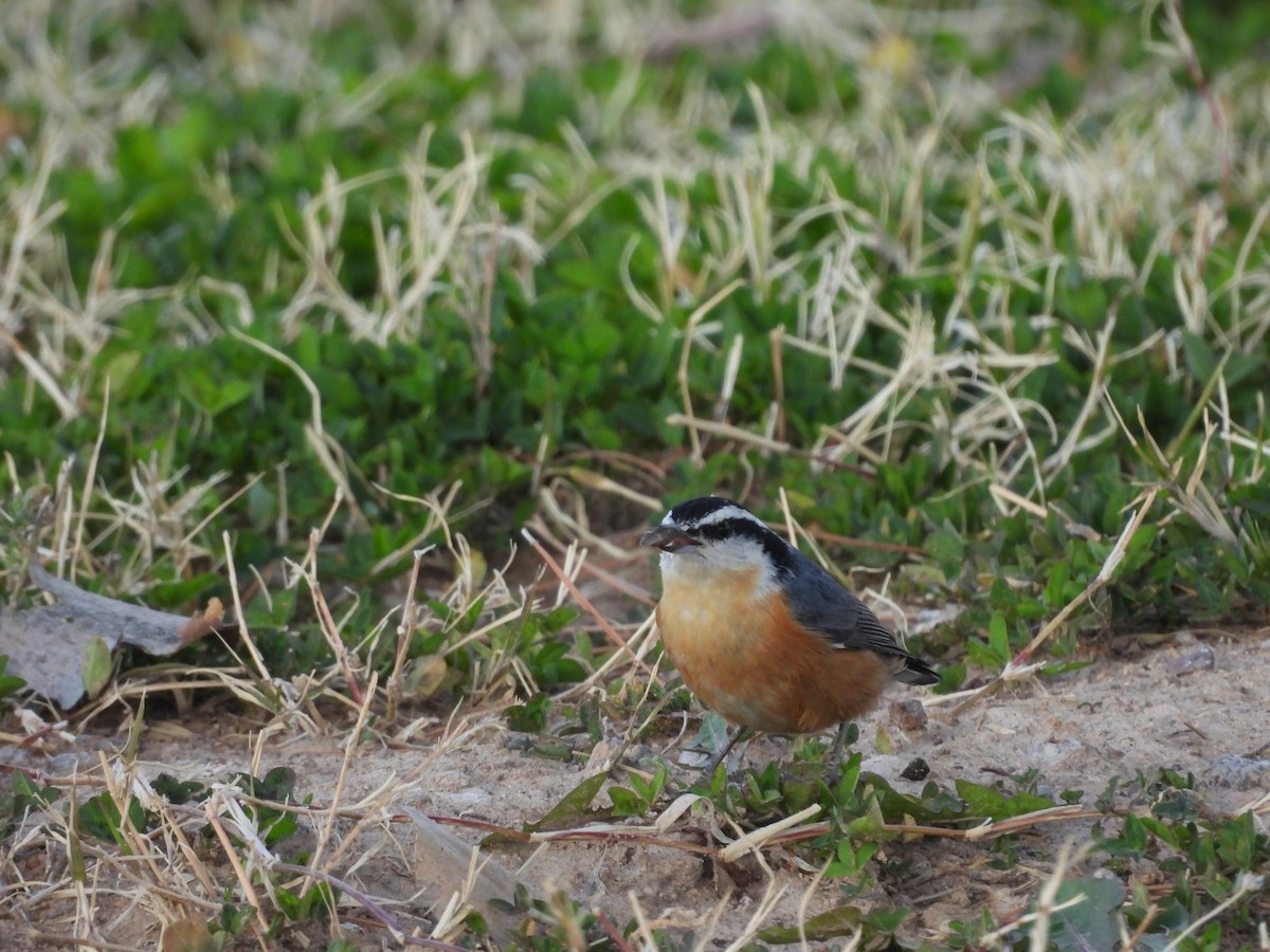 Red-breasted Nuthatch - ML615078052