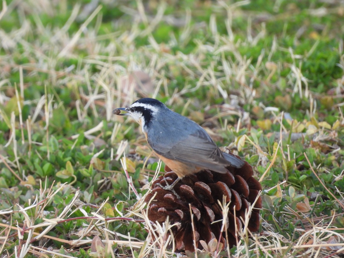 Red-breasted Nuthatch - ML615078053