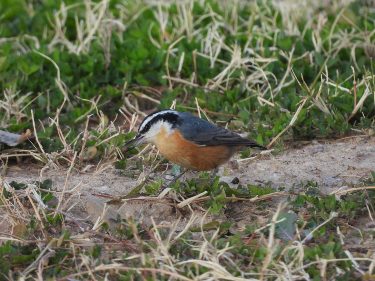 Red-breasted Nuthatch - ML615078054