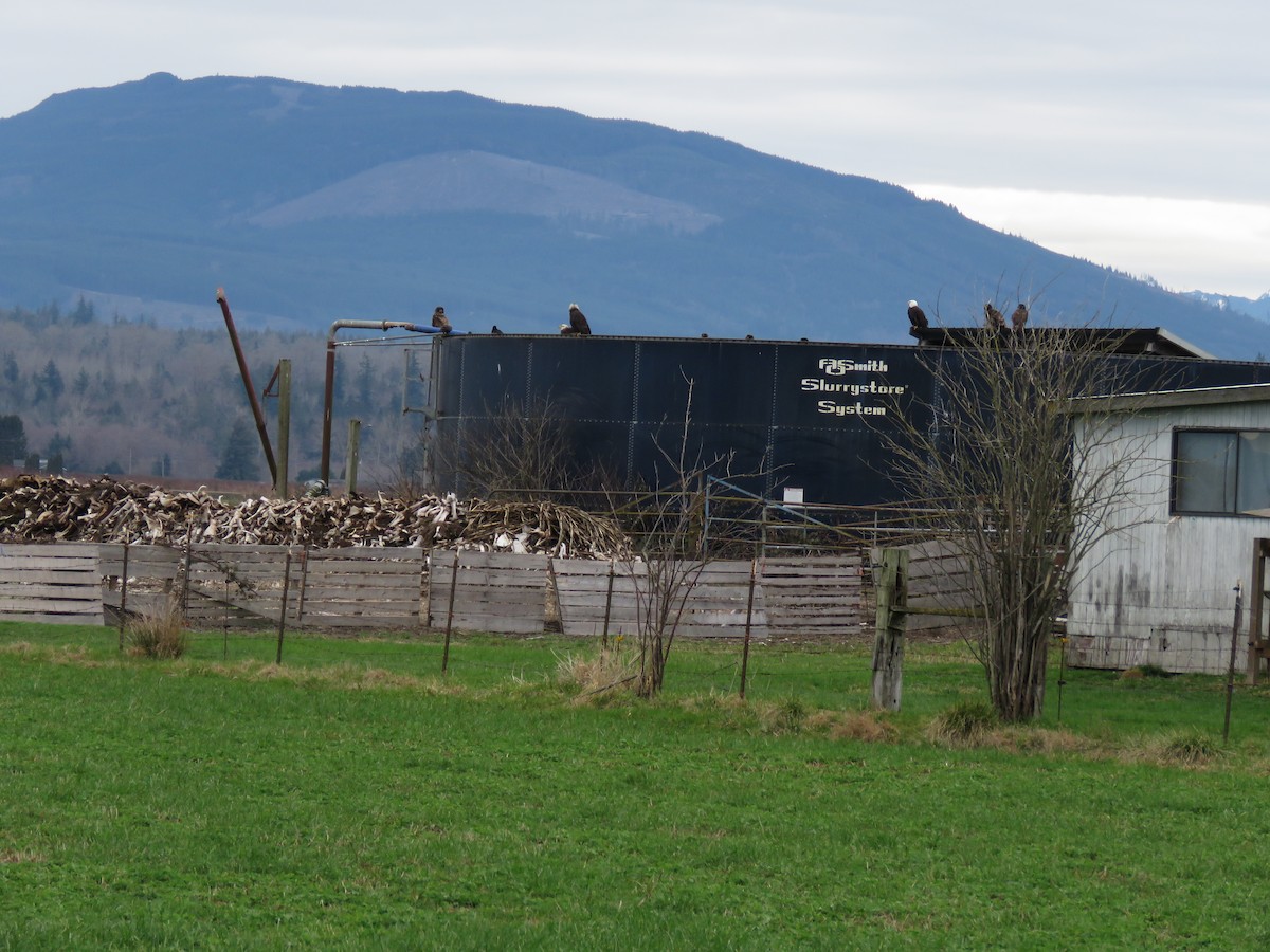 Bald Eagle - ML615078093