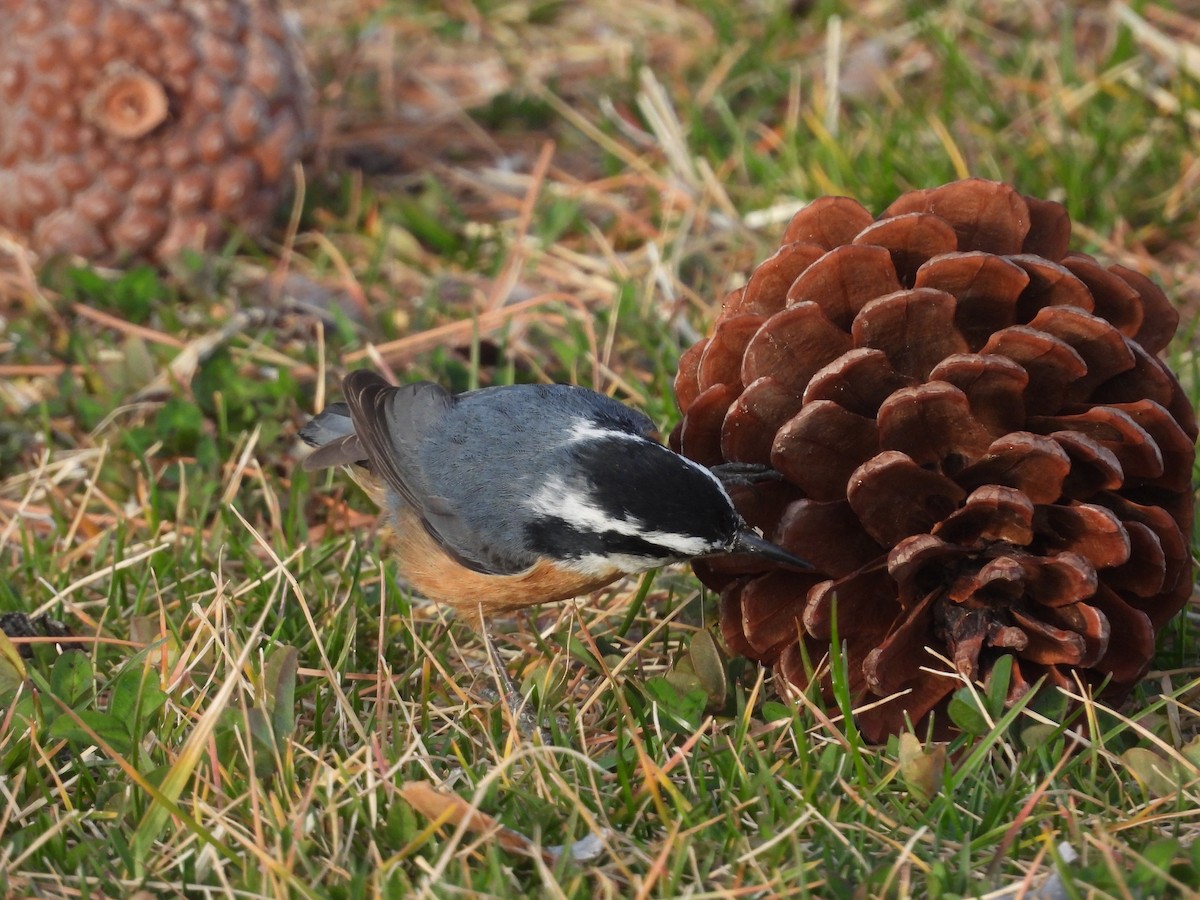 Red-breasted Nuthatch - ML615078094