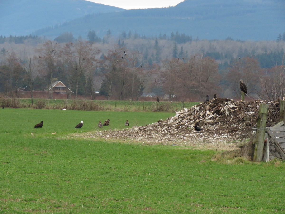 Bald Eagle - ML615078095