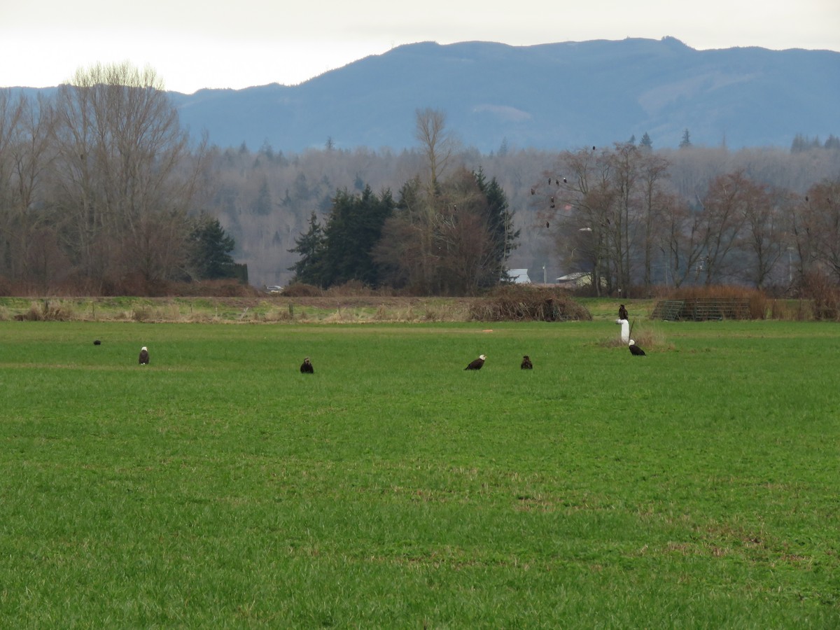 Bald Eagle - ML615078096