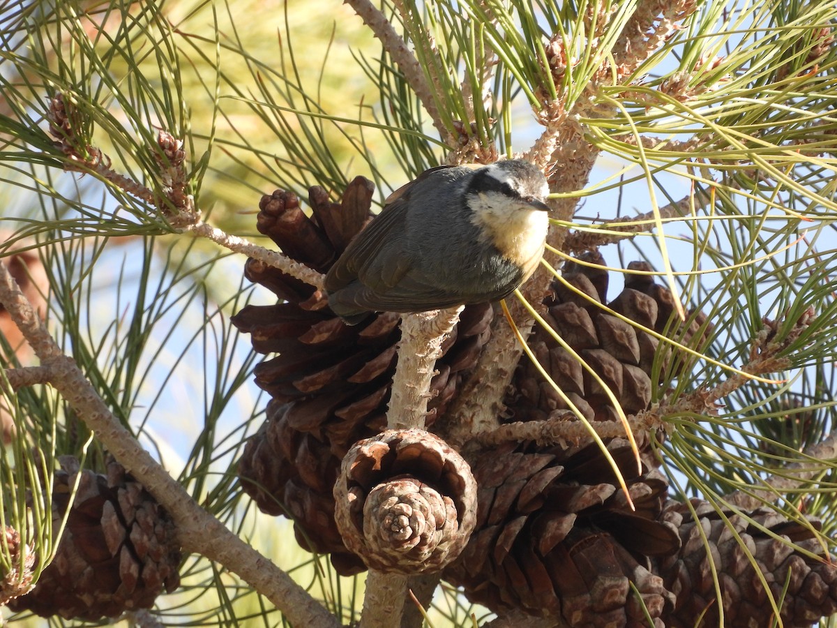 Red-breasted Nuthatch - ML615078103