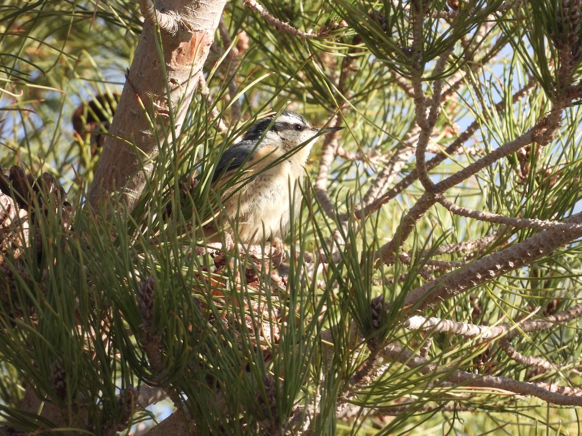 Red-breasted Nuthatch - ML615078104