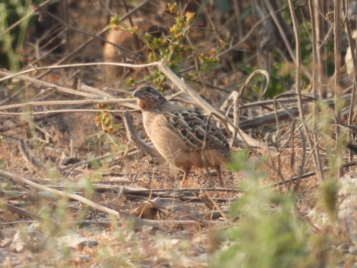 Jungle Bush-Quail - ML615078105