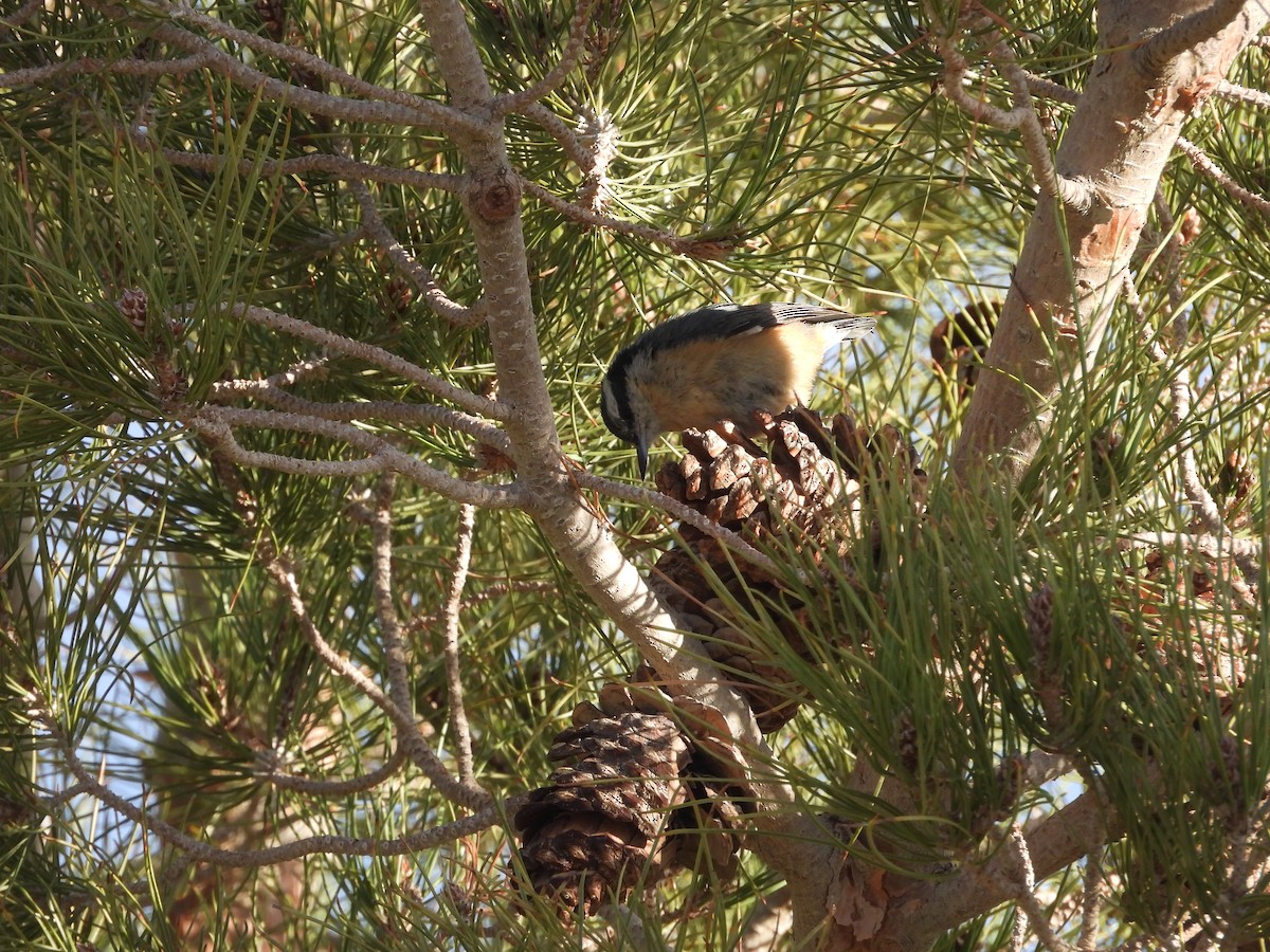 Red-breasted Nuthatch - ML615078106