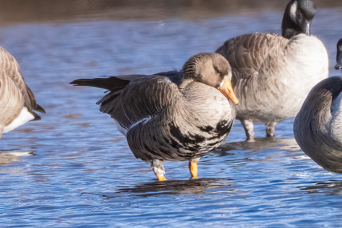 Greater White-fronted Goose - ML615078117