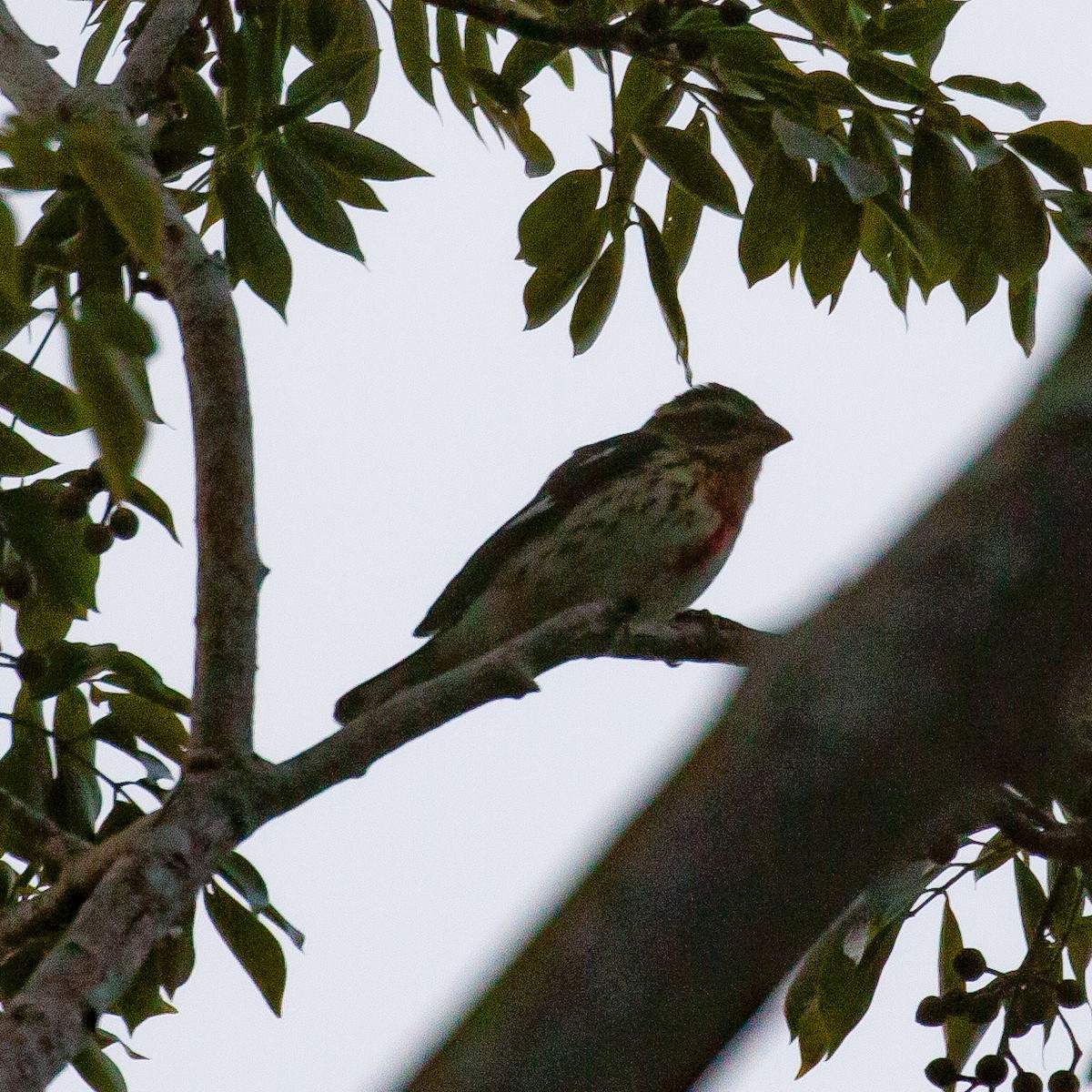 Rose-breasted Grosbeak - ML615078119