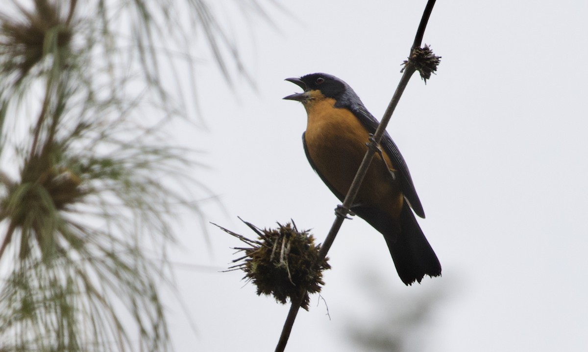 Chestnut-bellied Mountain Tanager - ML615078133