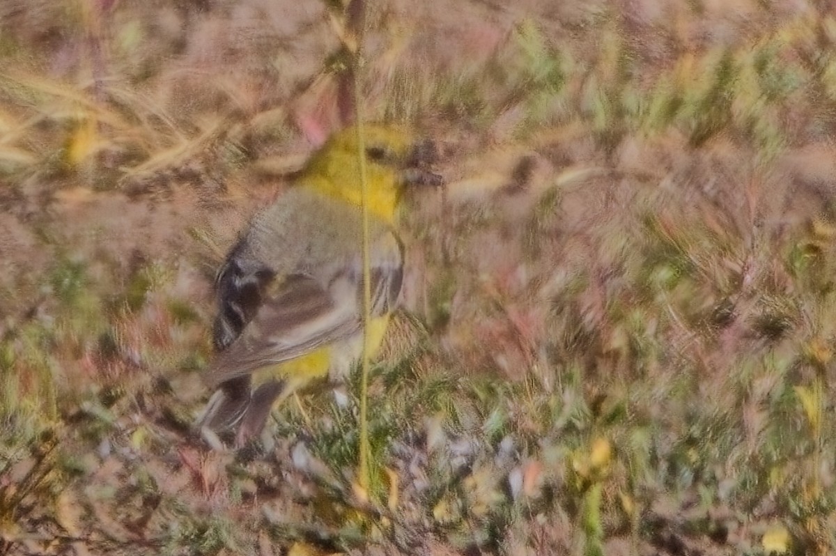 Greater Yellow-Finch - ML615078142
