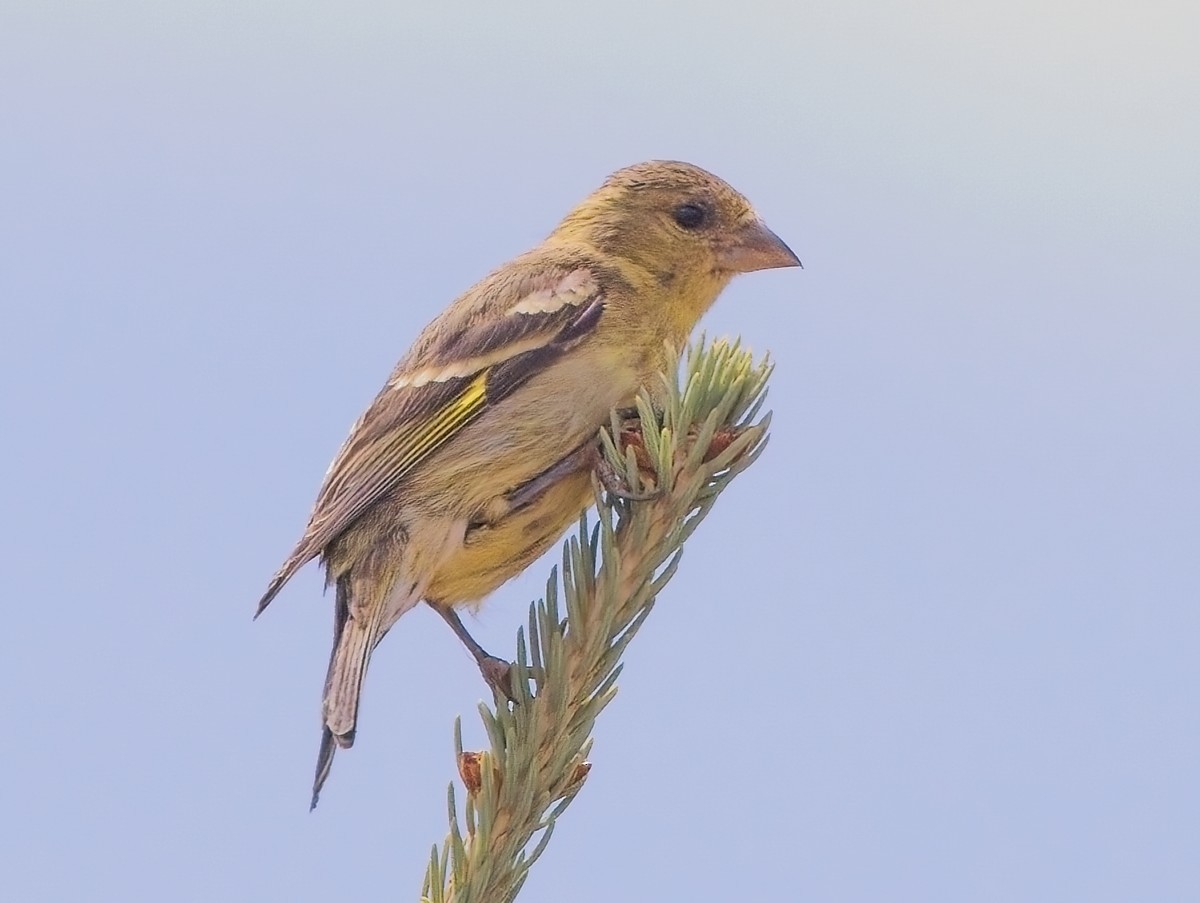 Black-chinned Siskin - ML615078168