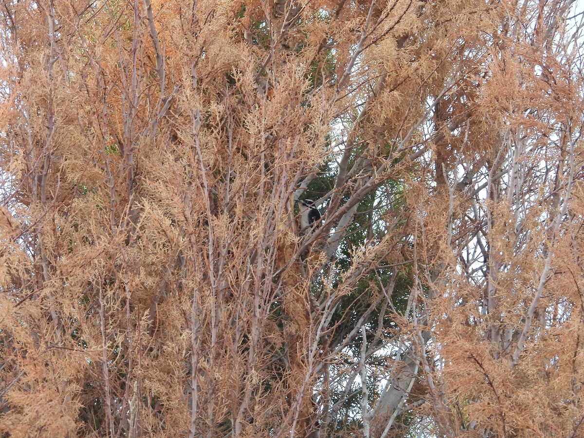 Downy Woodpecker - ML615078172