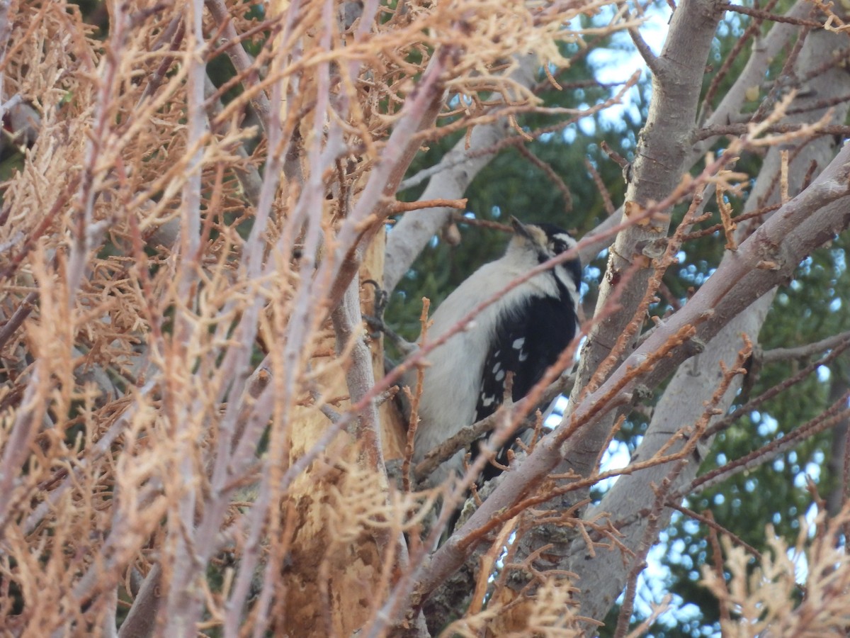 Downy Woodpecker - ML615078173