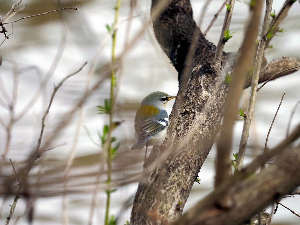Northern Parula - ML615078176