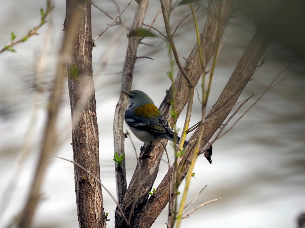 Northern Parula - ML615078177