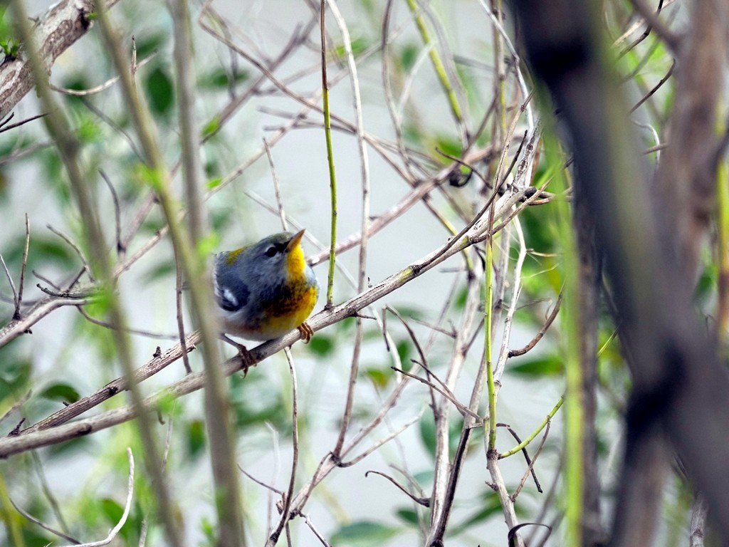 Northern Parula - ML615078178