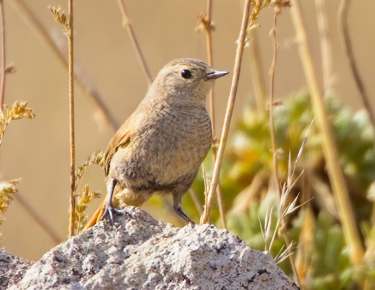 Sharp-billed Canastero - ML615078181