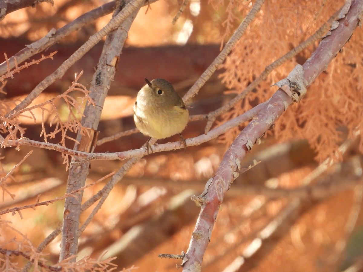 Ruby-crowned Kinglet - ML615078182