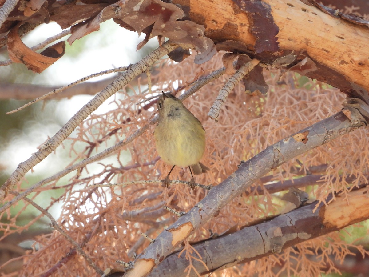 Ruby-crowned Kinglet - ML615078185