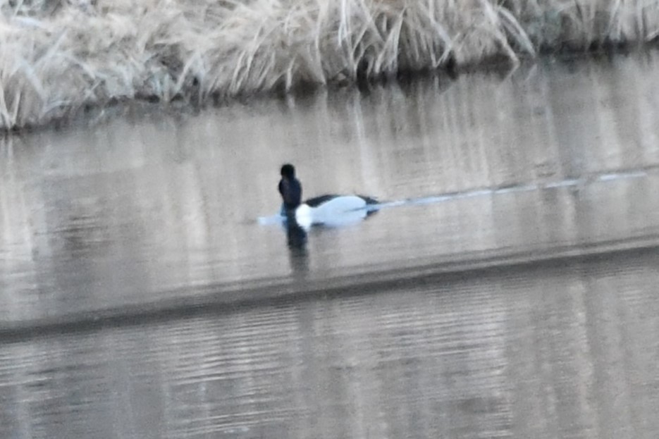 Ring-necked Duck - ML615078205