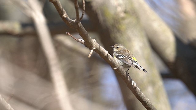 lesňáček žlutoskvrnný (ssp. coronata) - ML615078230