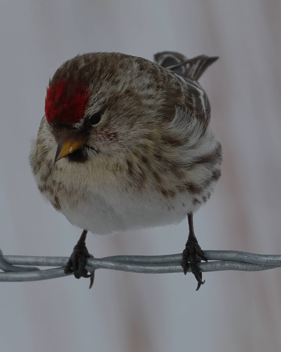 Common Redpoll - ML615078276