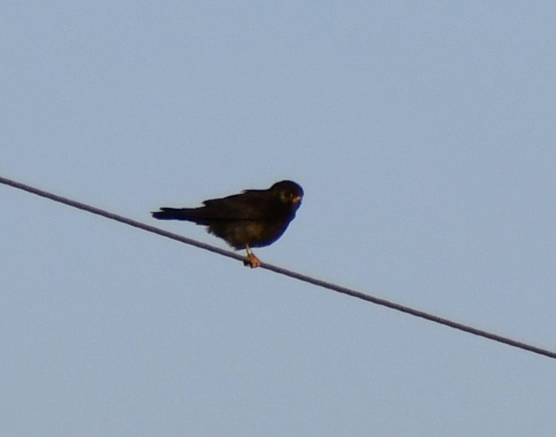 American Kestrel - ML615078318