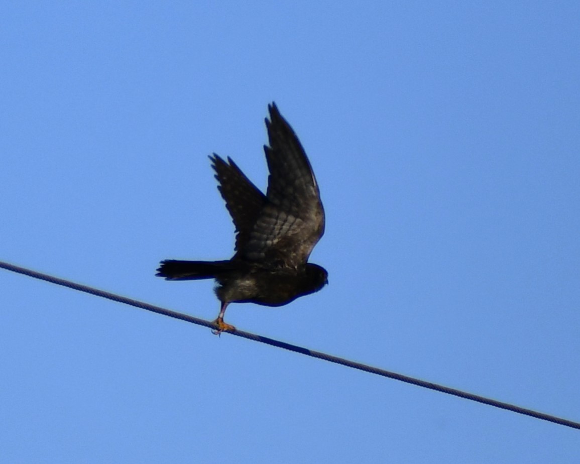 American Kestrel - ML615078319