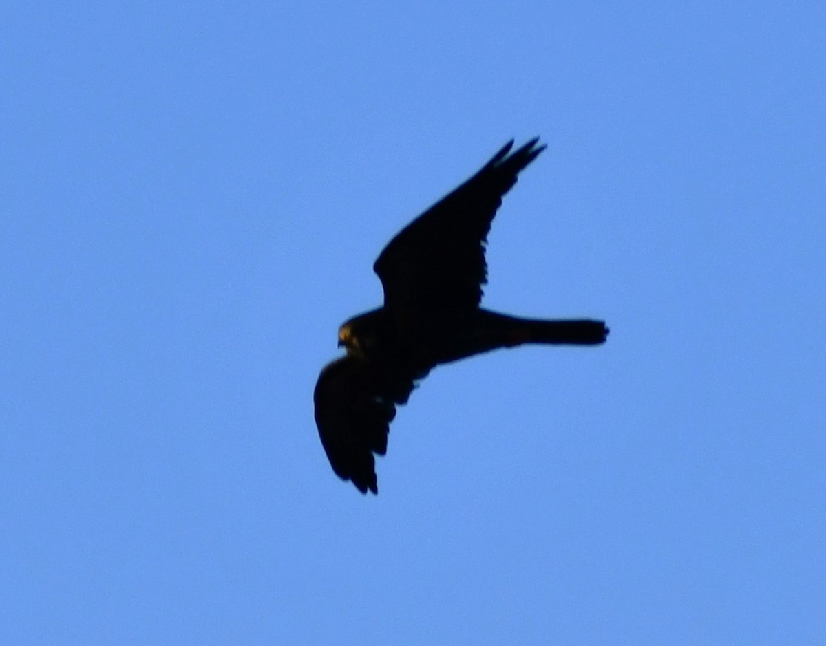 American Kestrel - ML615078321