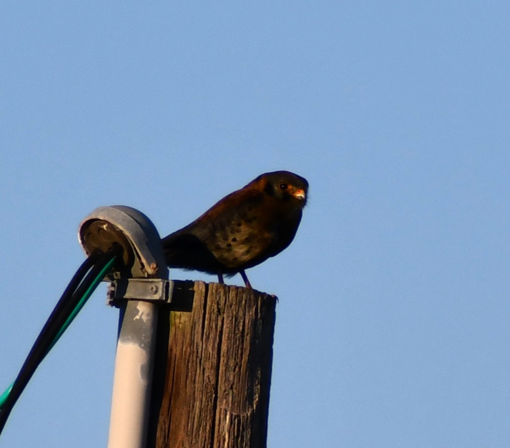 American Kestrel - ML615078322