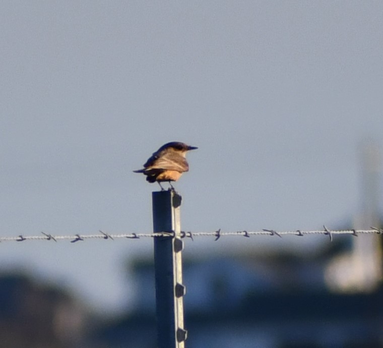 Say's Phoebe - Jon McIntyre