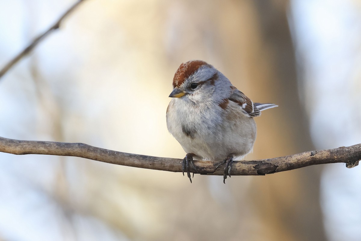 American Tree Sparrow - ML615078389