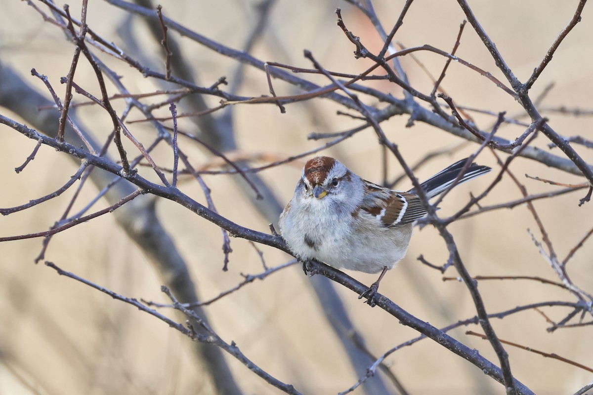 American Tree Sparrow - ML615078403