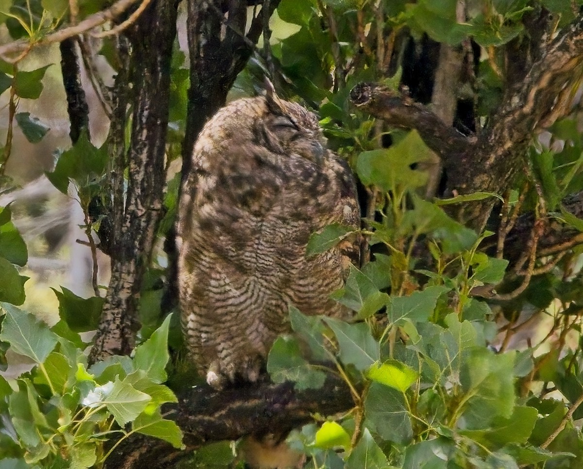 Lesser Horned Owl - ML615078423