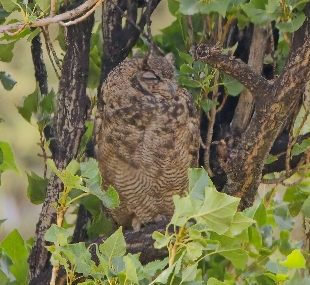 Lesser Horned Owl - ML615078424