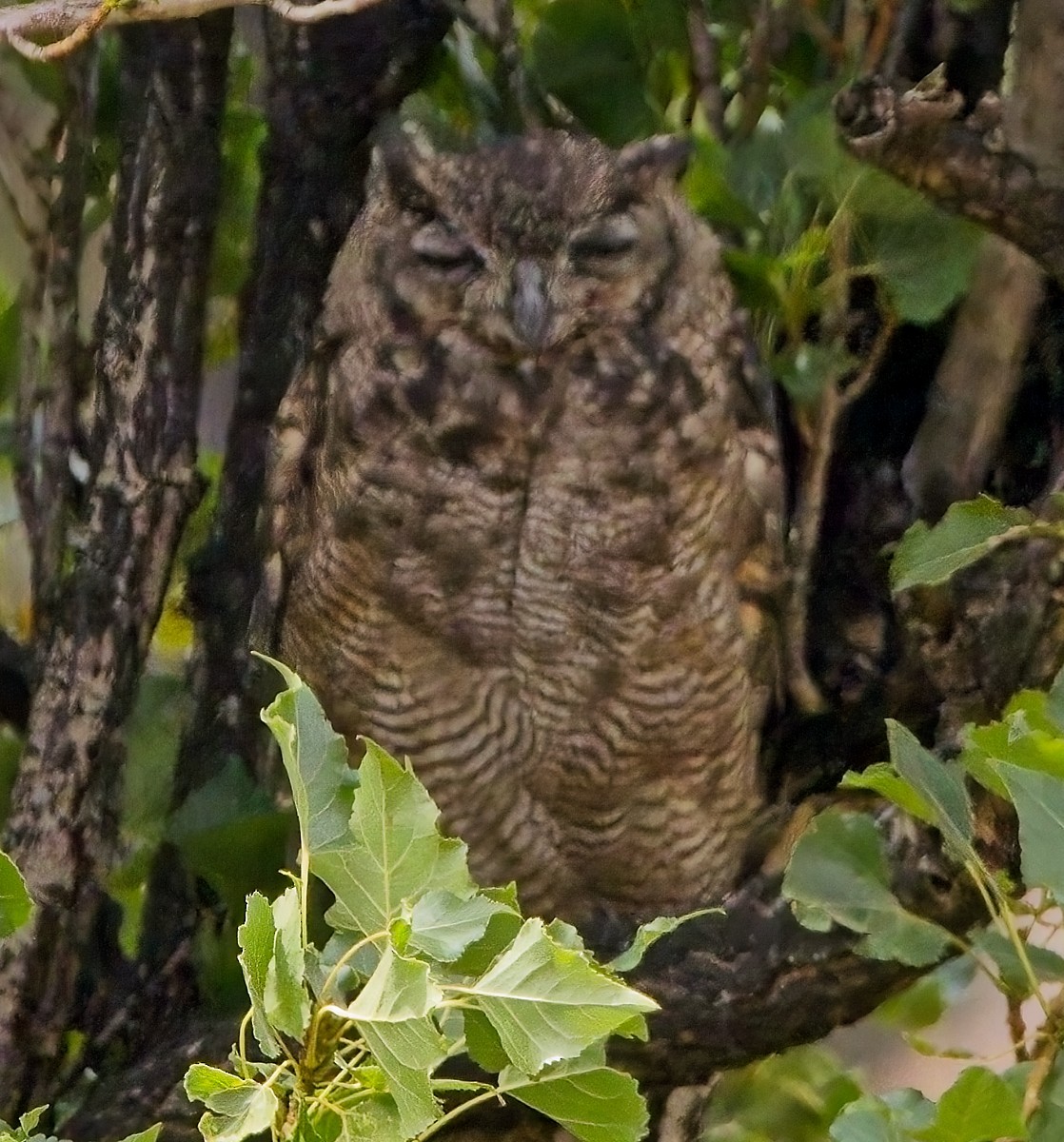 Lesser Horned Owl - ML615078425