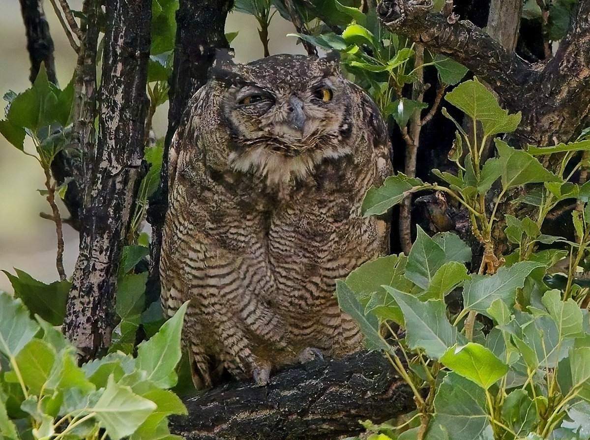 Lesser Horned Owl - ML615078426